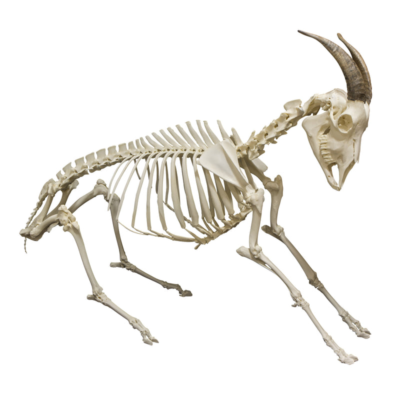 Real Domestic Goat Skeleton - Articulated