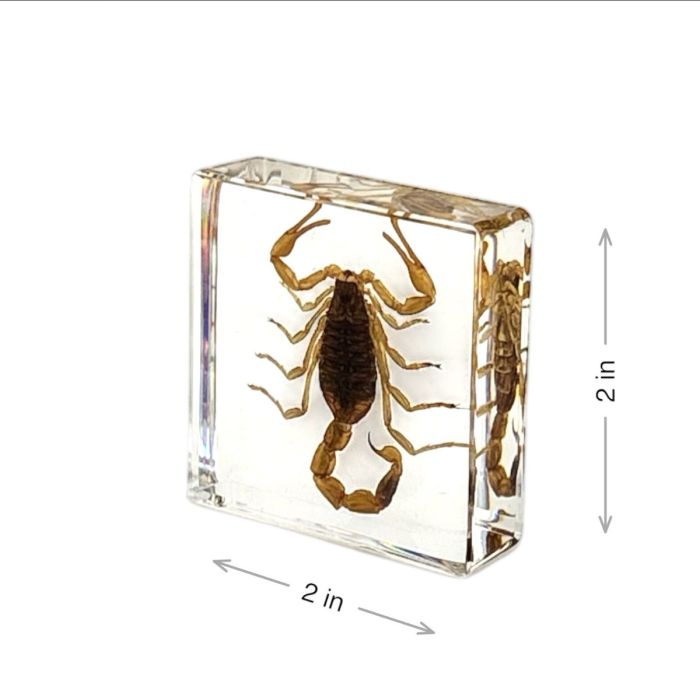 Real Insect in Acrylic Square