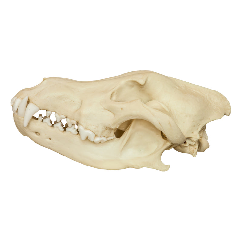 Replica Gray Wolf Skull