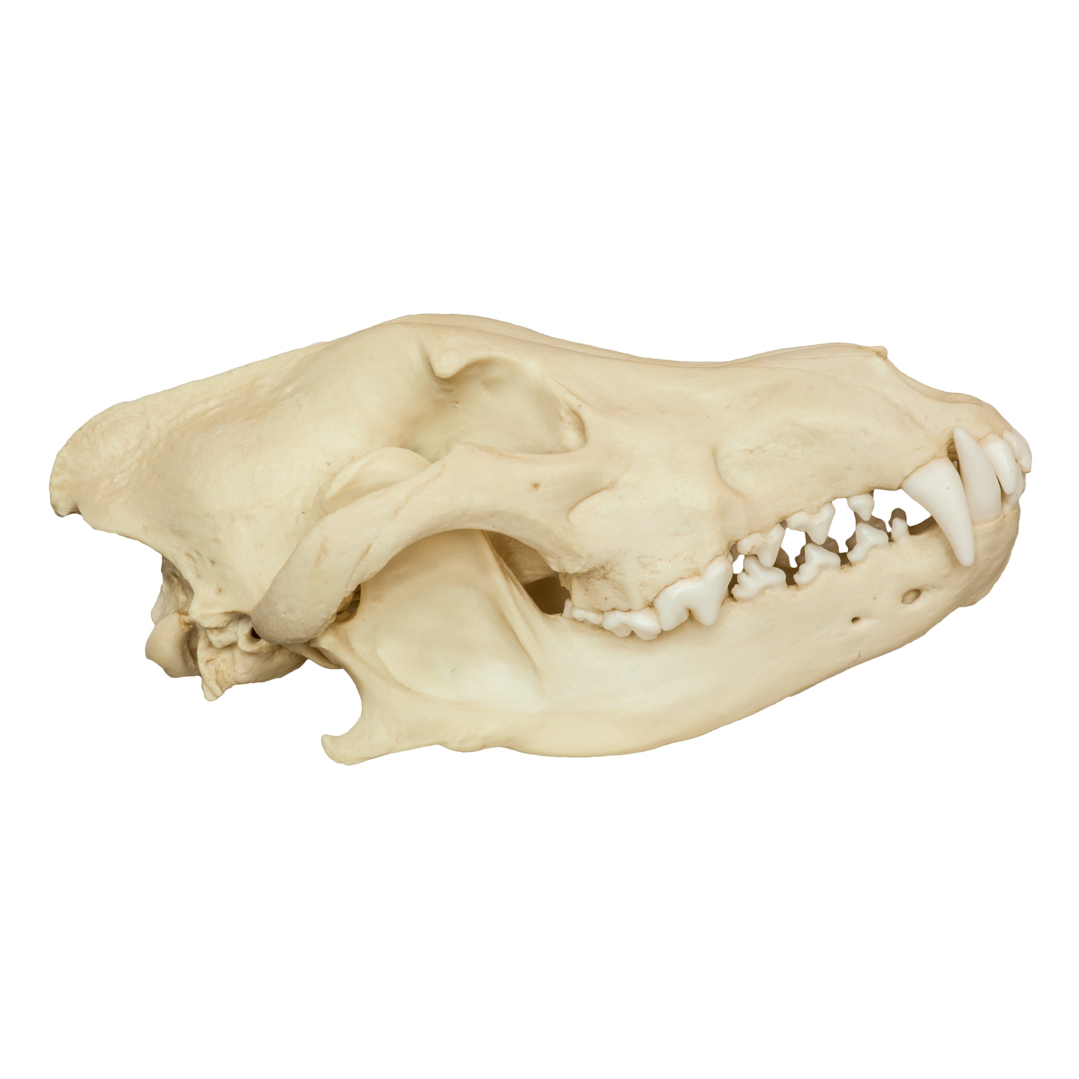 Replica Gray Wolf Skull For Sale Skulls Unlimited International Inc replica-gray-wolf-skull-for-sale-skulls-unlimited-international-inc