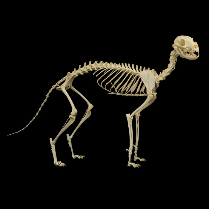 Real Gray Fox Skeleton - Articulated