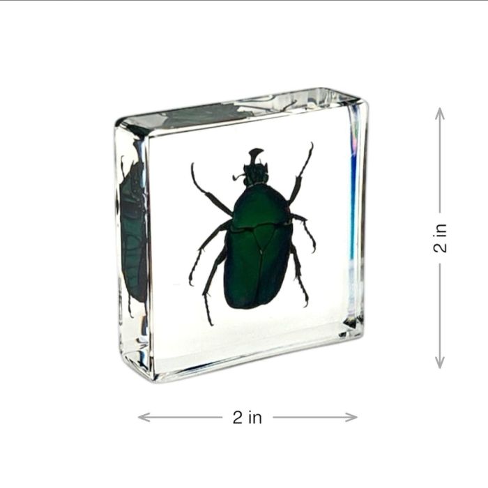 Real Insect in Acrylic Square