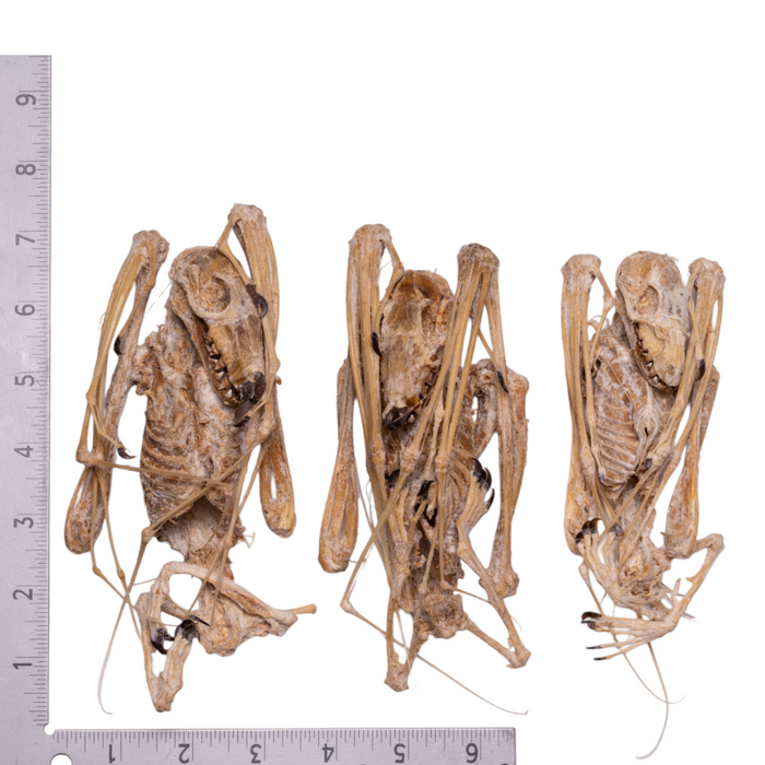 Real Hammer-headed Bat Skeleton - Mummified