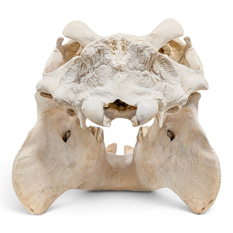 Real Hippopotamus Skull - Impaired