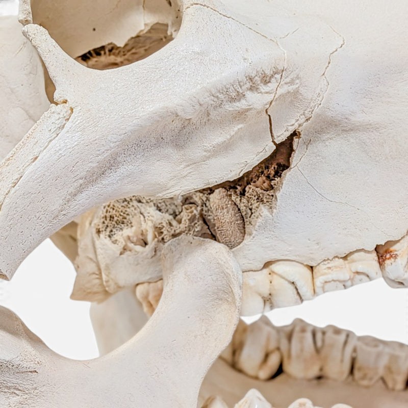Real Hippopotamus Skull - Impaired