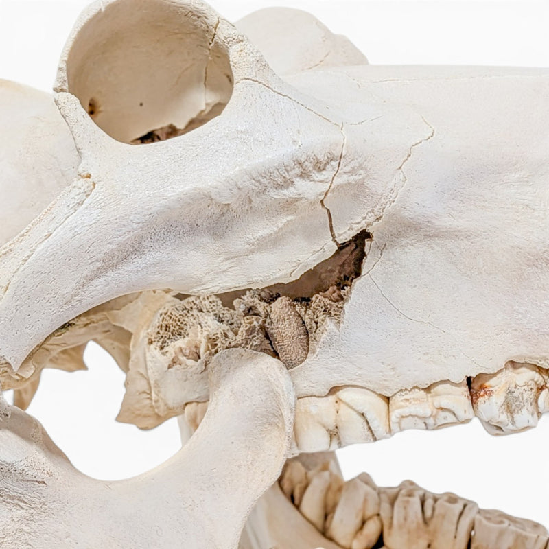 Real Hippopotamus Skull - Impaired
