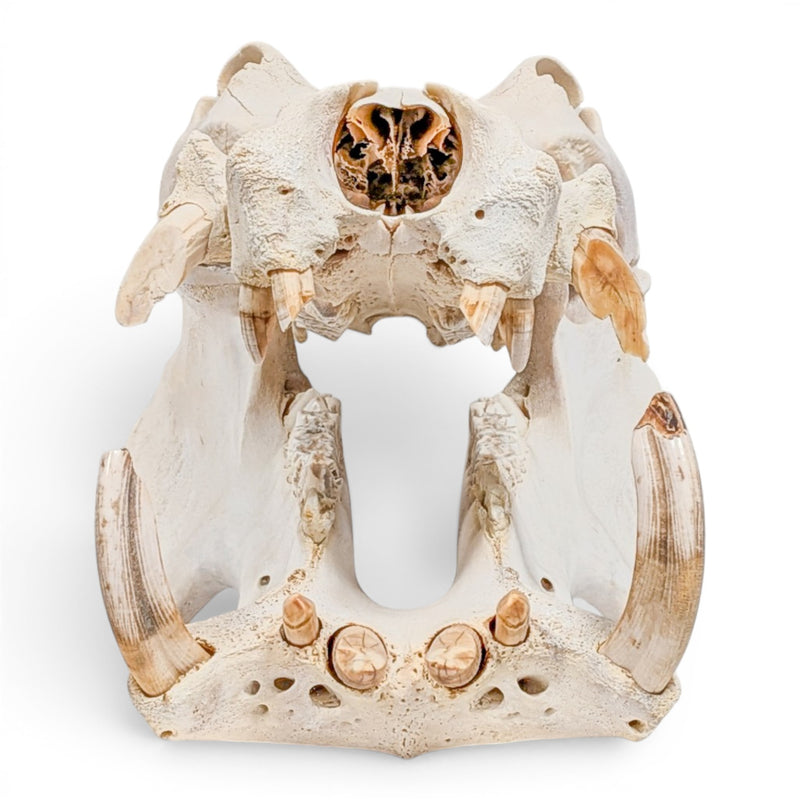 Real Hippopotamus Skull - Impaired