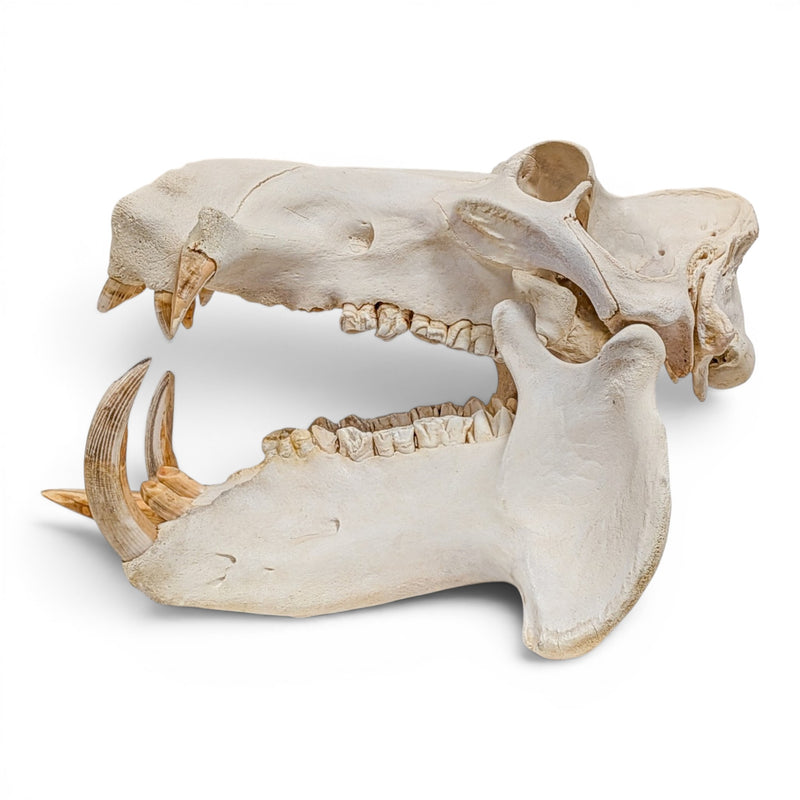 Real Hippopotamus Skull - Impaired