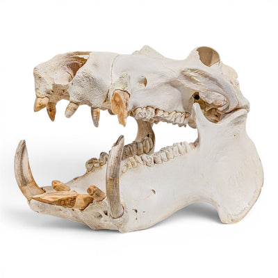 Real Hippopotamus Skull - Impaired