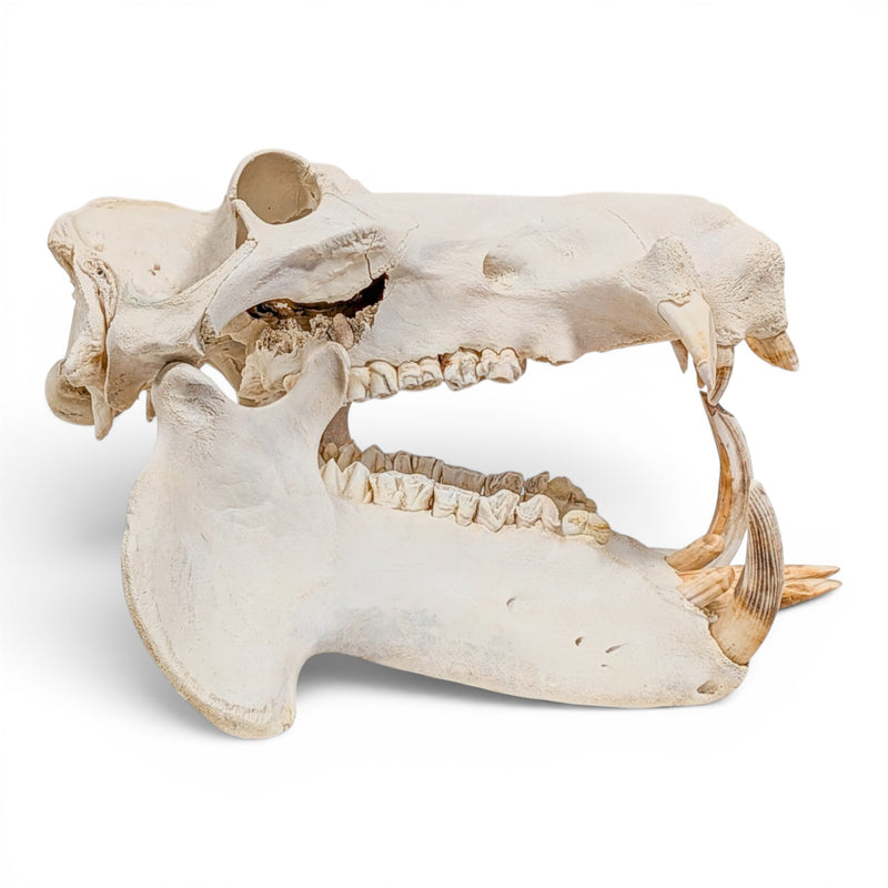 Real Hippopotamus Skull - Impaired