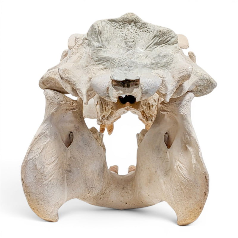 Real Hippopotamus Skull - Impaired