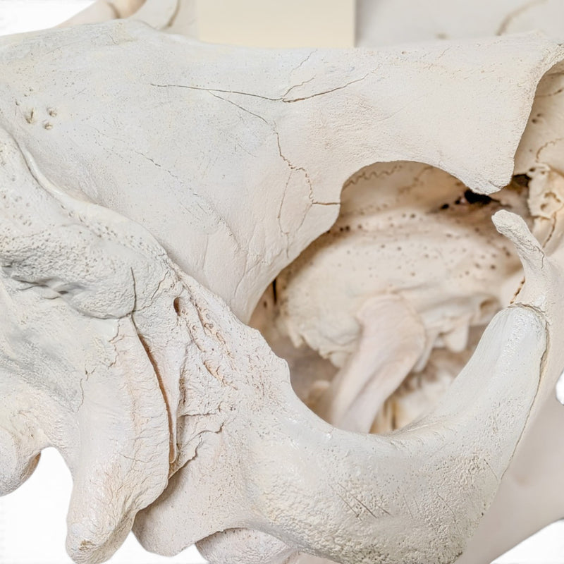 Real Hippopotamus Skull - Impaired