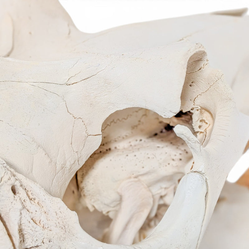 Real Hippopotamus Skull - Impaired