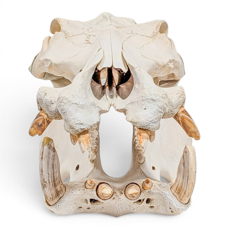 Real Hippopotamus Skull - Impaired