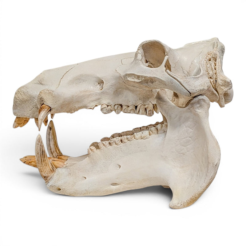 Real Hippopotamus Skull - Impaired