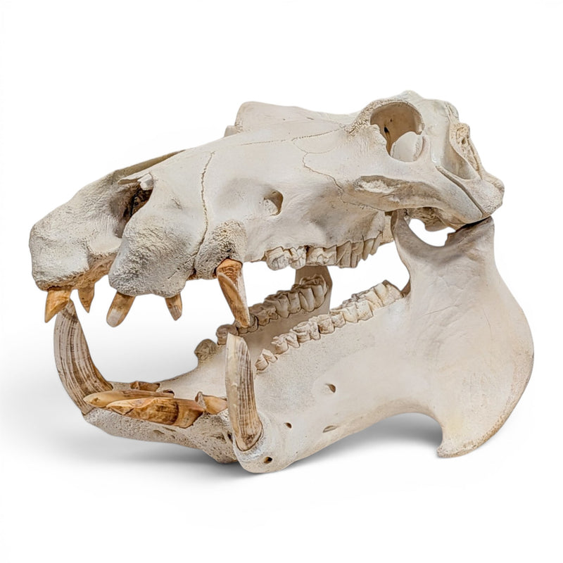 Real Hippopotamus Skull - Impaired