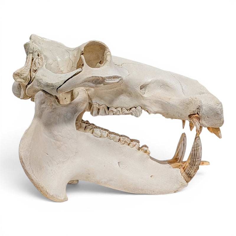 Real Hippopotamus Skull - Impaired