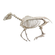 Real Horse Skeleton - Articulated