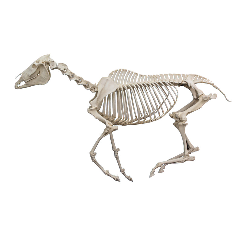 Real Horse Skeleton - Articulated