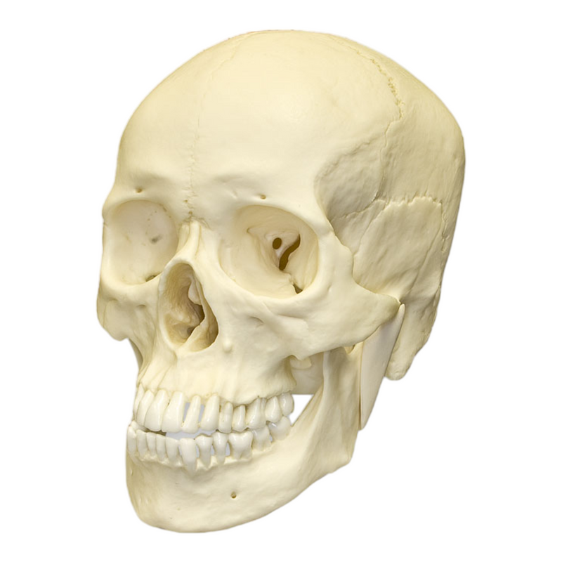 Replica Human Skull - Asian Male