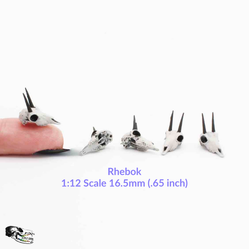 Rhebok Skull Replica - 1:12 Scale (Set of 5)