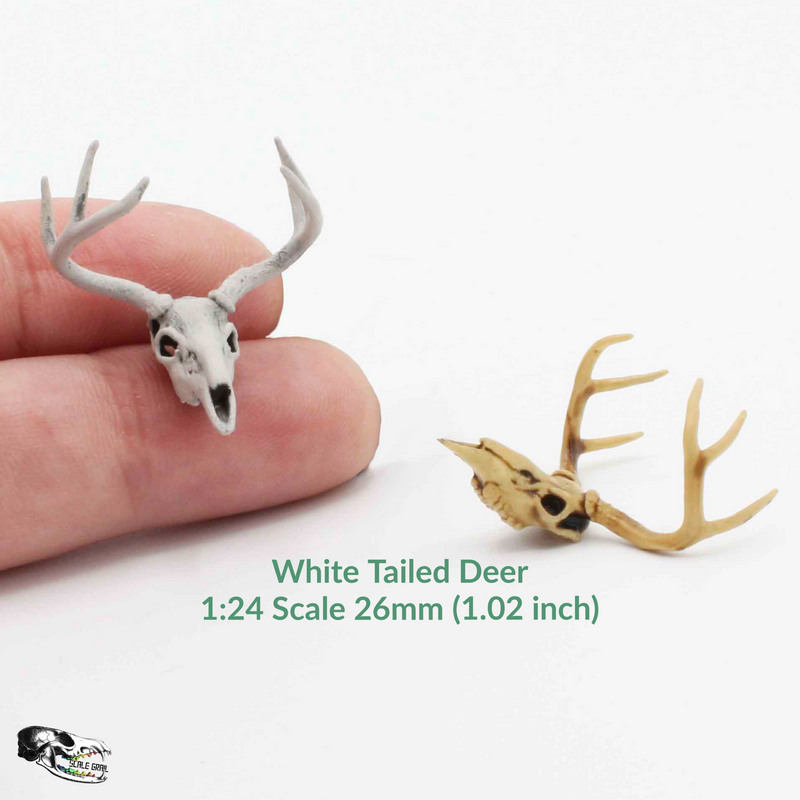 White-Tailed Deer Skull Replica - 1:24 Scale