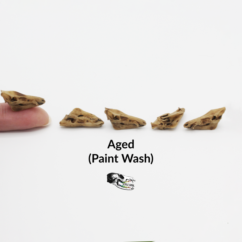 Pig Skull Replica - 1:12 Scale (Set of 5)