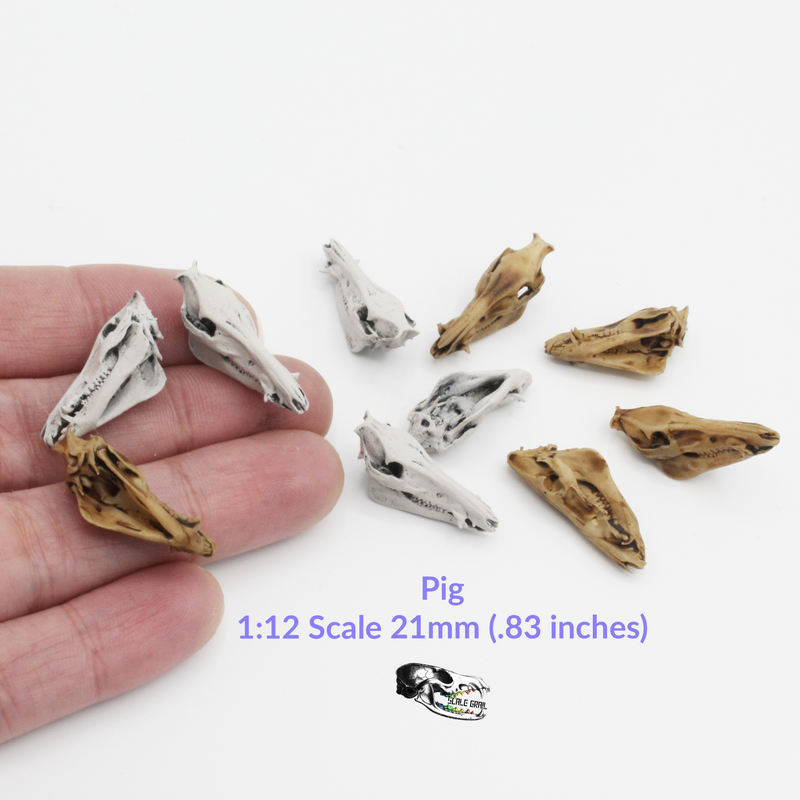 Pig Skull Replica - 1:12 Scale (Set of 5)