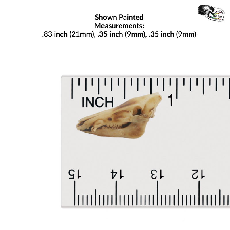 Pig Skull Replica - 1:12 Scale (Set of 5)