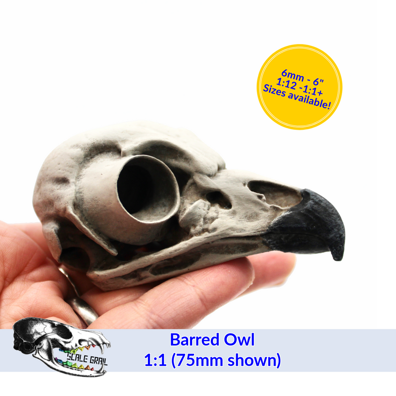 Barred Owl Skull Replica