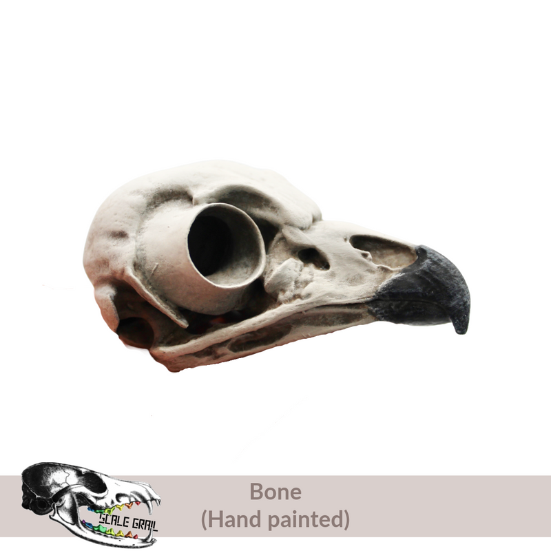 Barred Owl Skull Replica
