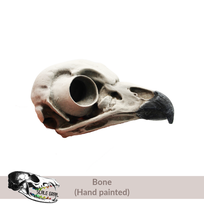 Barred Owl Skull Replica