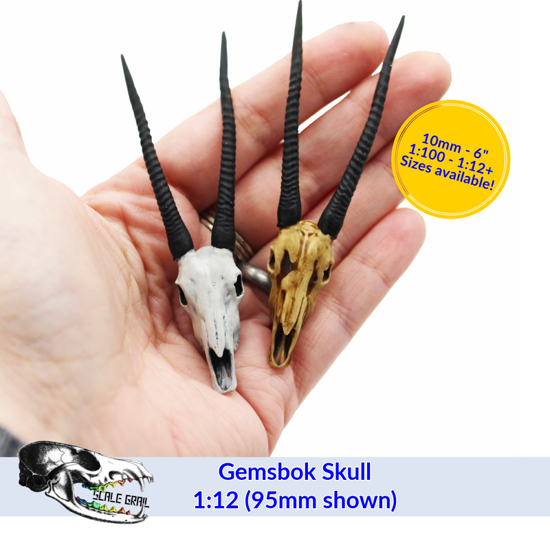Gemsbok Skull Replica