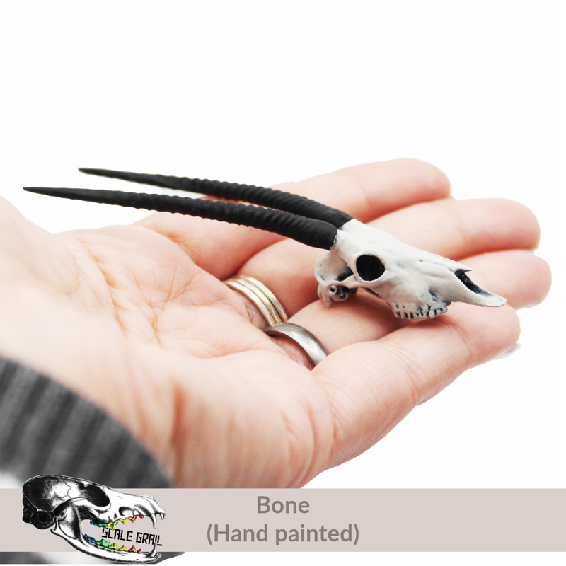 Gemsbok Skull Replica