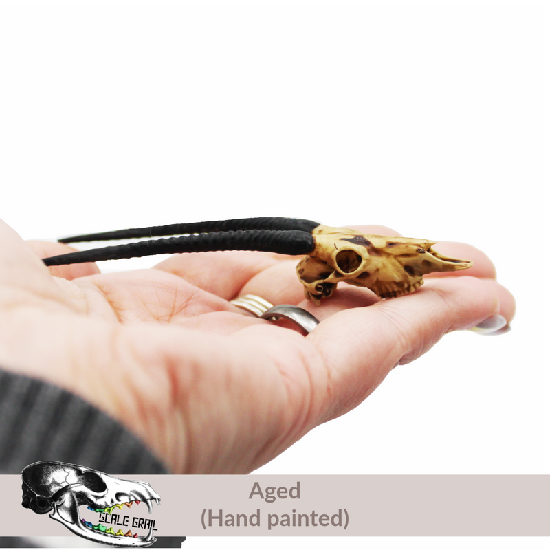 Gemsbok Skull Replica