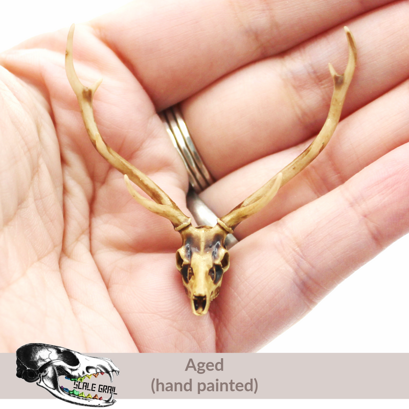 Axis Deer Skull Replica