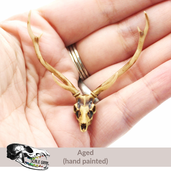 Axis Deer Skull Replica