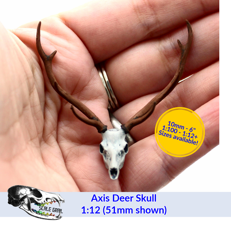 Axis Deer Skull Replica