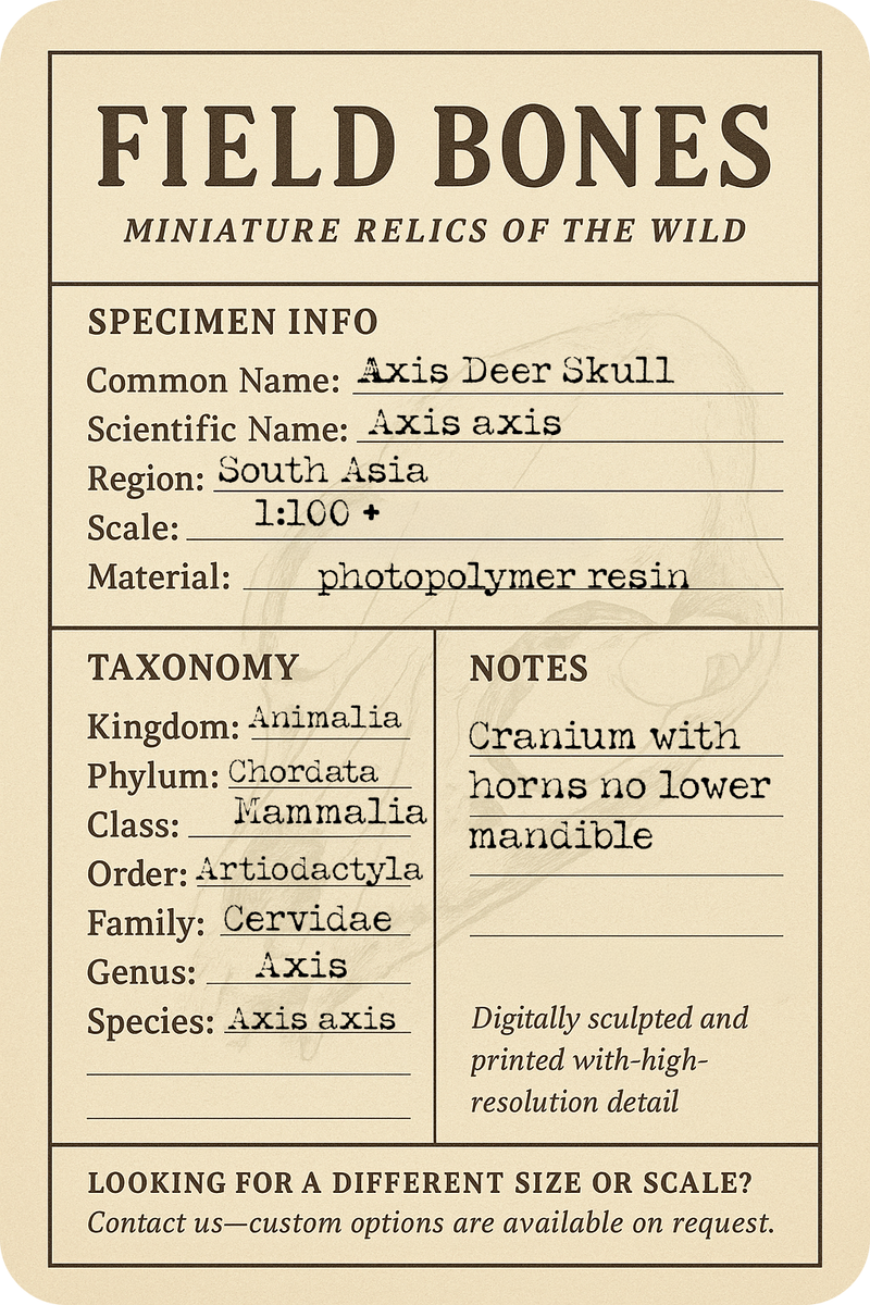 Axis Deer Skull Replica
