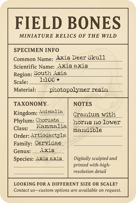 Axis Deer Skull Replica