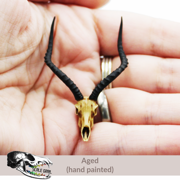 Impala Skull Replica