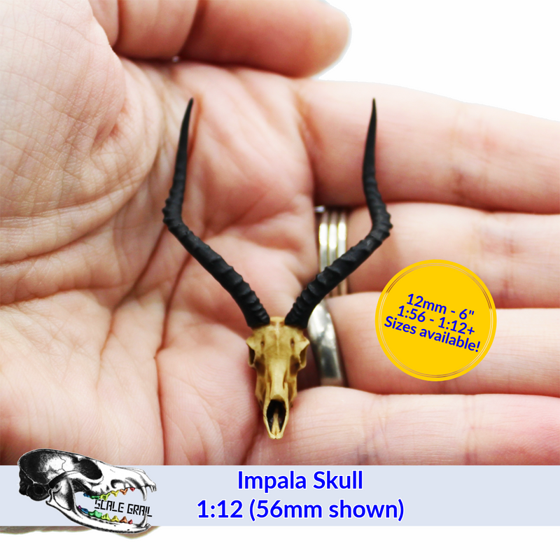 Impala Skull Replica