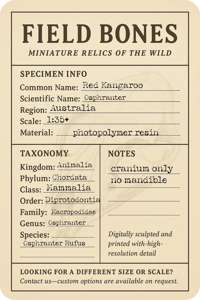 Red Kangaroo Skull Replica