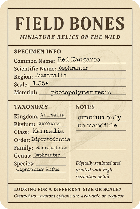 Red Kangaroo Skull Replica