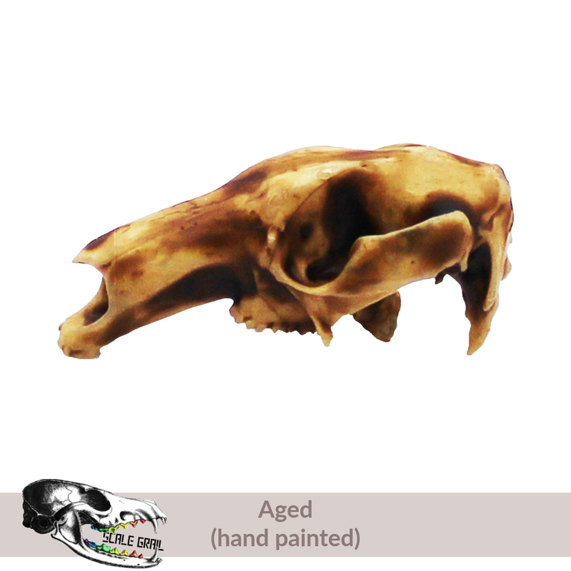 Red Kangaroo Skull Replica