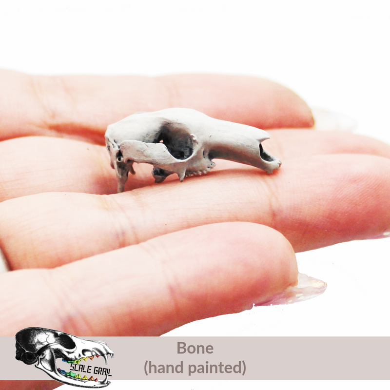 Red Kangaroo Skull Replica