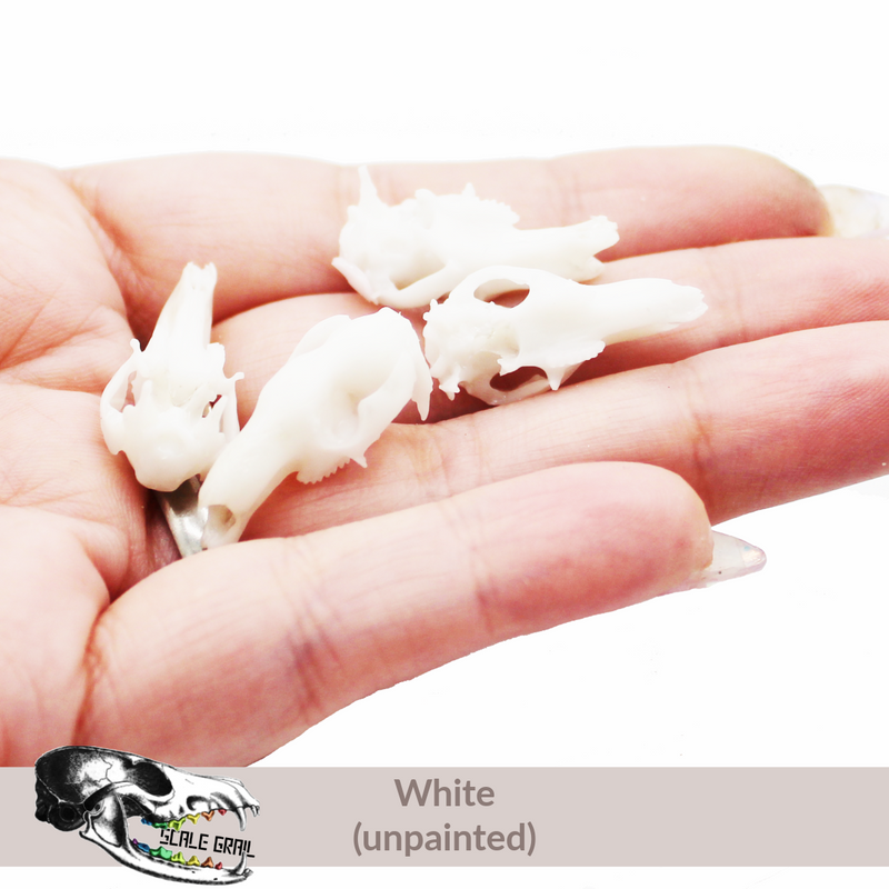 Red Kangaroo Skull Replica