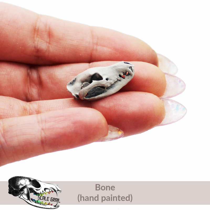Tasmanian Tiger Skull Replica