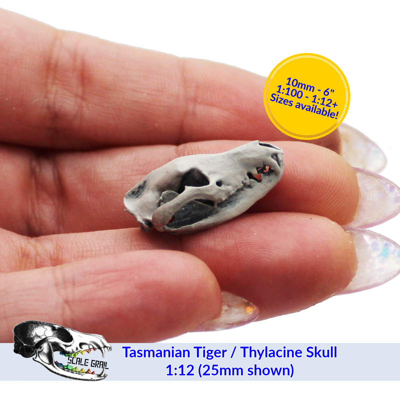 Tasmanian Tiger Skull Replica