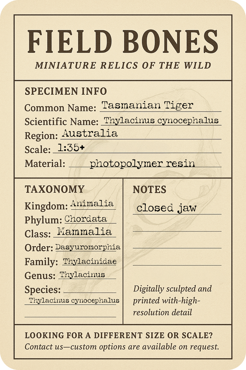 Tasmanian Tiger Skull Replica